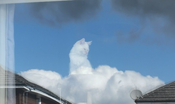 "Una especie de Dios": el reflejo de un gato en la ventana se convirtió en meme viral | Redes