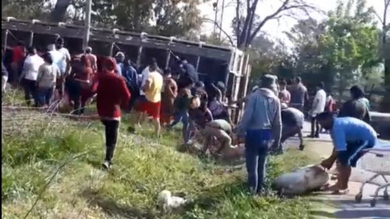 Video: volcó un camión con chanchos y los vecinos mataron a los animales para llevárselos | Actualidad