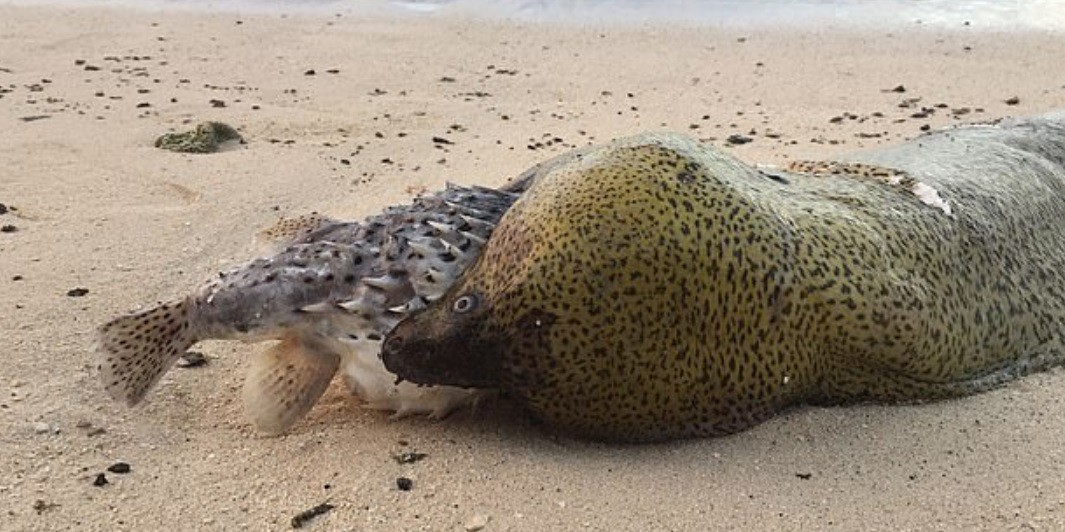 Fotos: anguila murió la intentar comer un pez globo | Curiosidades