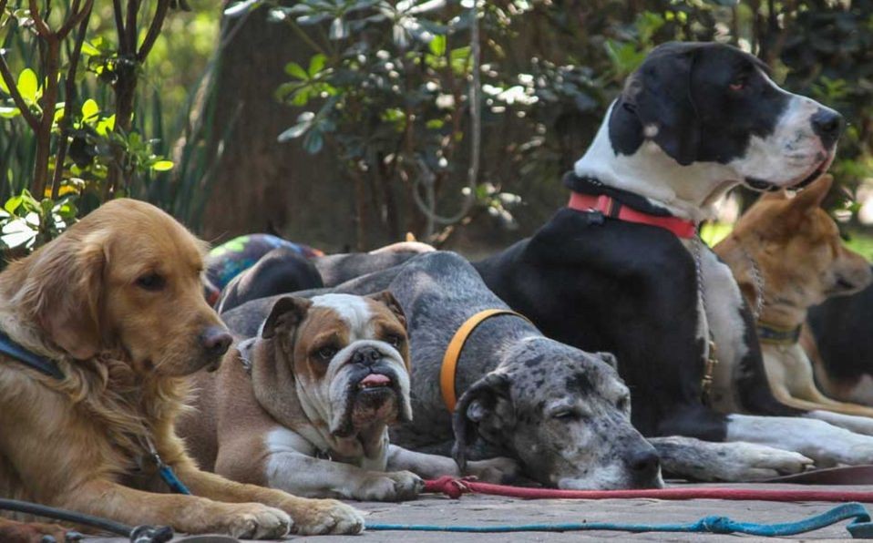 Se presentaron en la Justicia porque quieren adoptar y darle el apellido a sus perros | Actualidad