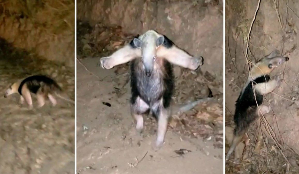 Video: el oso hormiguero que "se rinde" ante los bomberos en medio de un incendio forestal | Curiosidades