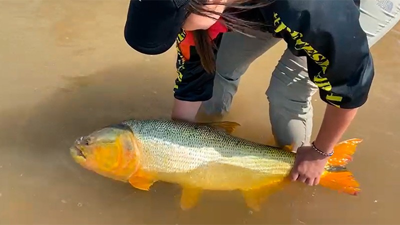 Pescadora capturó un dorado de 14 kilos y mostró la devolución al río Paraná | Curiosidades