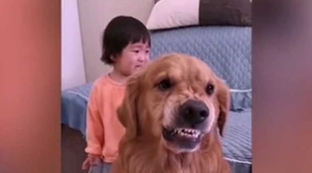 Video: el perro que muestra los dientes para defender a una nena de los retos de su madre | Curiosidades