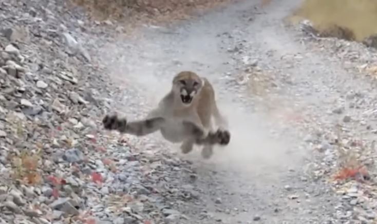 Video: Un puma persigue a un runner para proteger a sus crías | Curiosidades