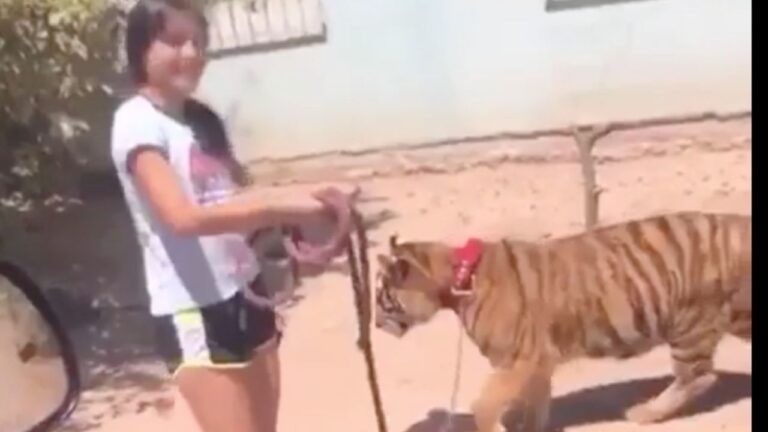 Video: la nena que pasea un tigre por las calles de su ciudad como si fuese un perrito | Curiosidades