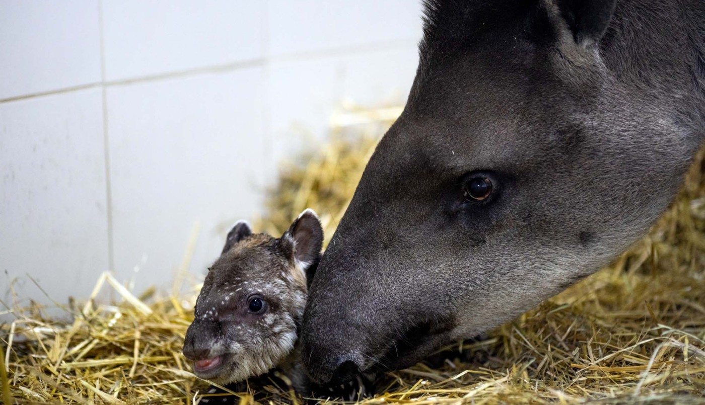 Nació un tapir macho en el Ecoparque porteño | Curiosidades