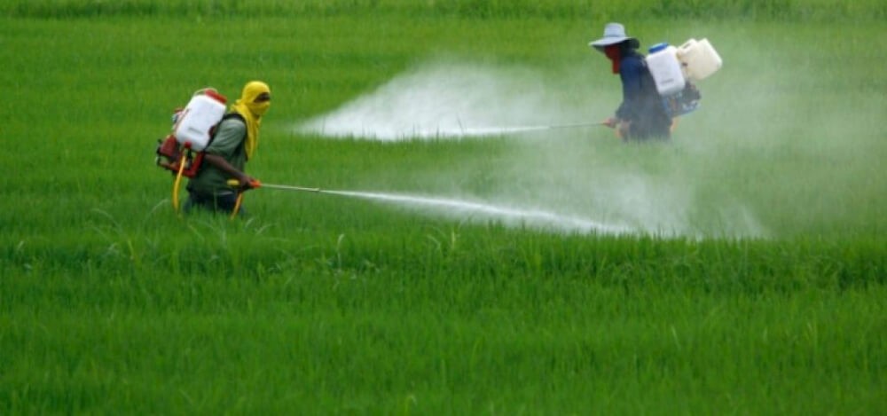 Desde la Justicia de Rosario confirman la prohibición de fumigar con agrotóxicos en Pergamino | Actualidad