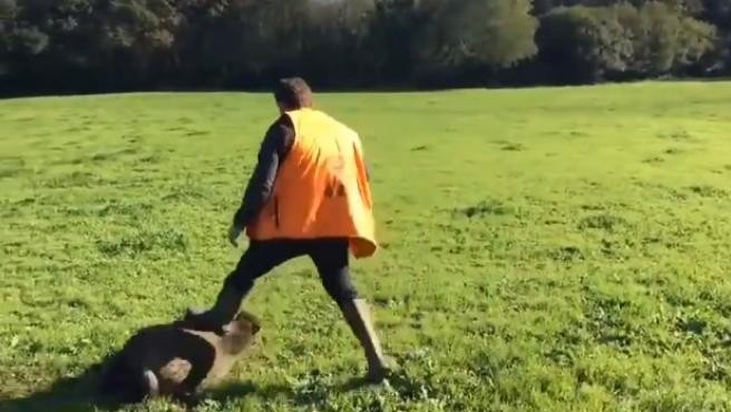 Video: el jabalí que se hace el muerto, engaña a sus cazadores y los ataca | Curiosidades