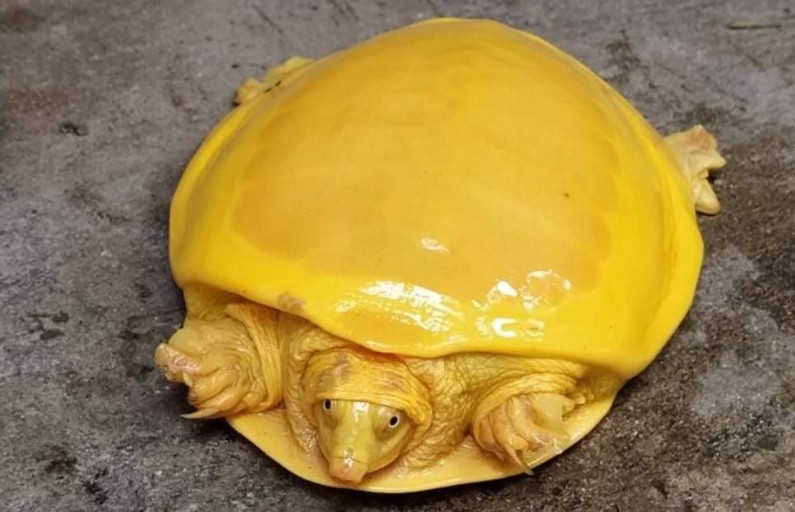 Encontraron una segunda tortuga amarilla: ¿albinismo o nueva especie? | Curiosidades