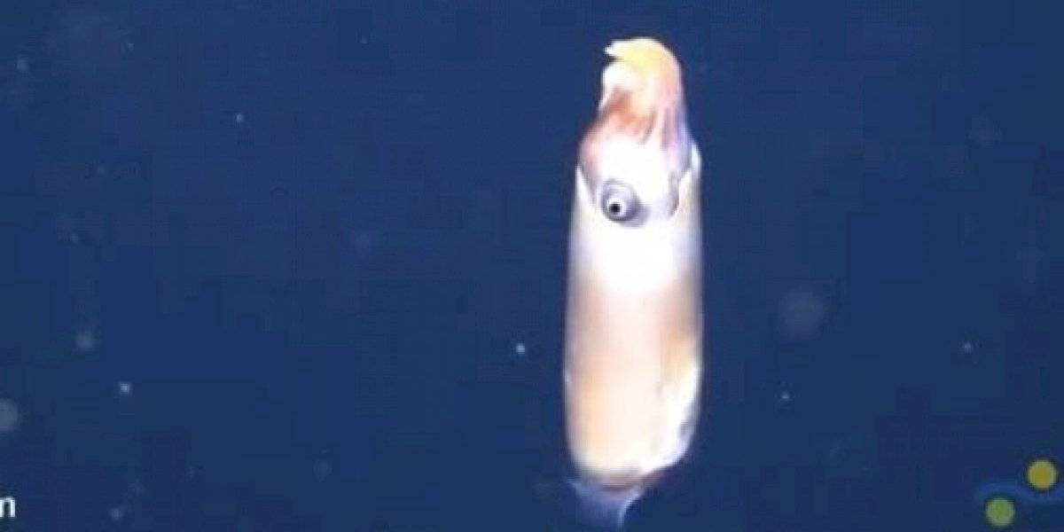 Video: la sorpresa de los científicos al hallar un extraño calamar en el fondo del mar | Curiosidades