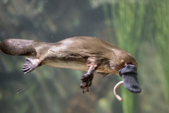 Foto documento: los ornitorrincos son fluorescentes | Curiosidades