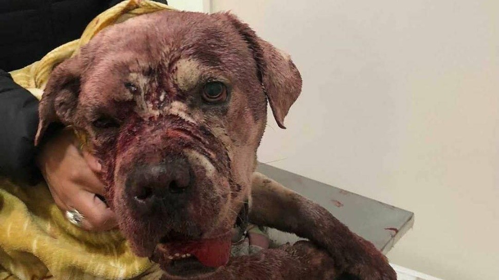 Denunciaron que un hombre torturó hasta la muerte a su perro dogo | Actualidad