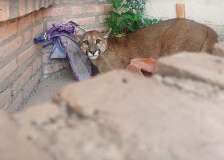 Jujuy: salió de su casa y encontró un puma en la puerta | Actualidad