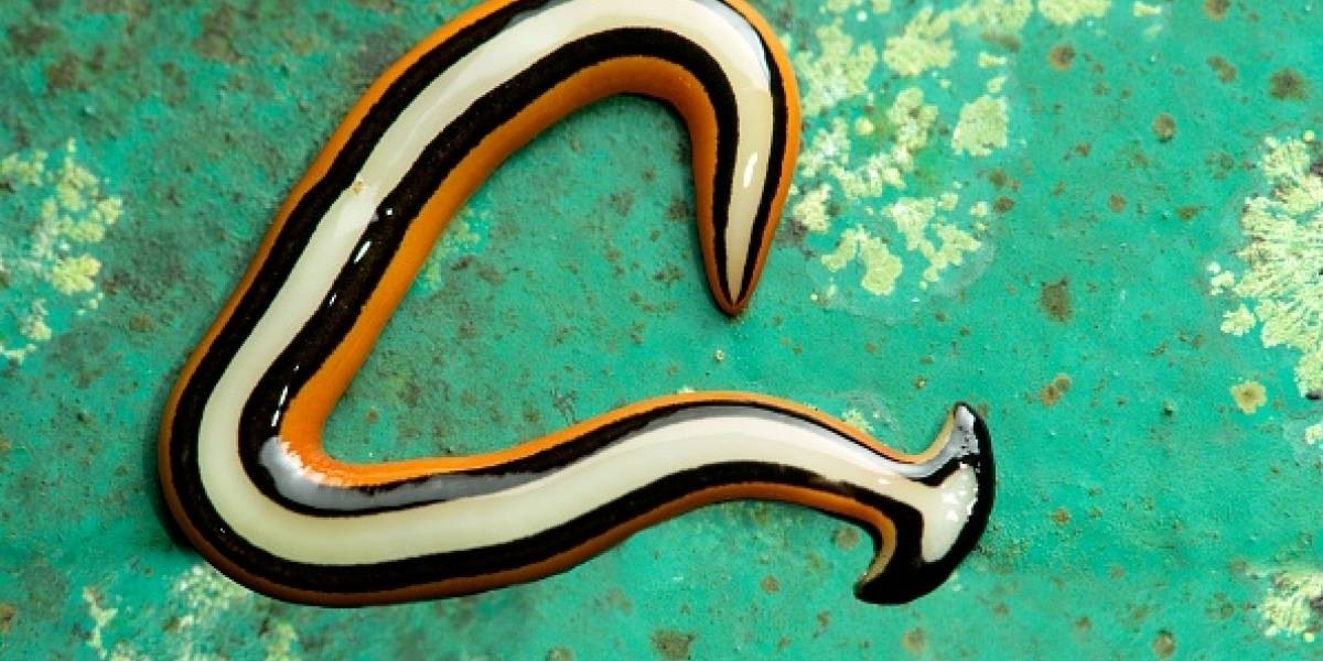 El extraño gusano hallado que sobrevive pese a que lo corten en 300 partes | Curiosidades