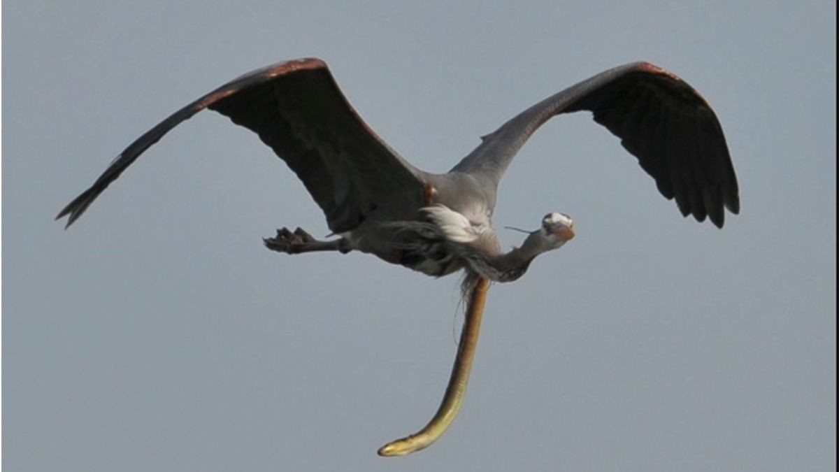 Una anguila atravesó la garganta de una garza en pleno vuelo para escapar de ser devorada | Curiosidades