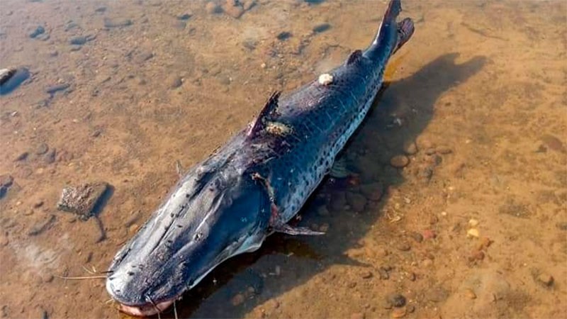 Bajante del río Uruguay: la triste imagen de un surubí y el escaso nivel de agua | Actualidad