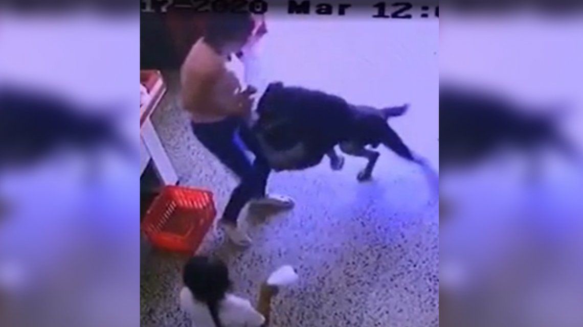 Video aterrador: el momento en que un perro ataca a un nene en la puerta de un supermercado chino | Actualidad