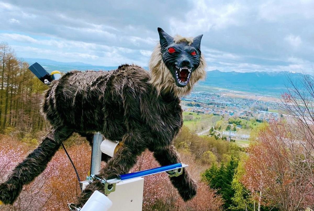 Video: ponen "lobos monstruos" para ahuyentar a los osos | Curiosidades