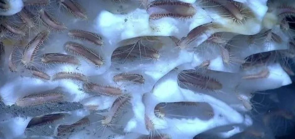 Científicos descongelaron gusanos prehistóricos y lograron que revivan | Curiosidades