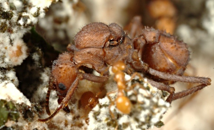 Detectan por primera vez un insecto con armadura biomineral | Internacionales