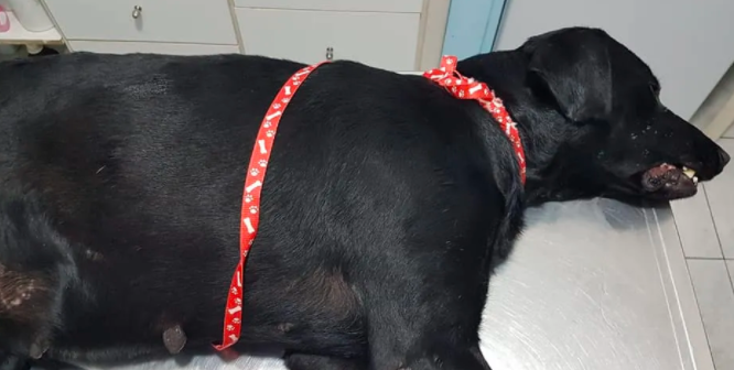 Conmoción por una perra violada con un palo: una veterinaria le salvó la vida | Actualidad