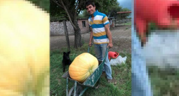 Cosecharon un zapallo de 30 kilos en una huerta de Santa Fe | Curiosidades