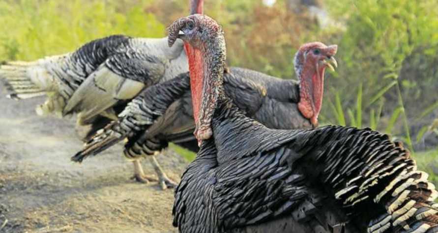 Tres detenidos por robar un pavo del zoológico y emborracharlo con vodka | Curiosidades