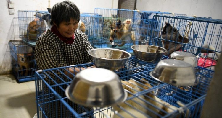 La historia de la mujer china que vive con 1.300 perros | Curiosidades