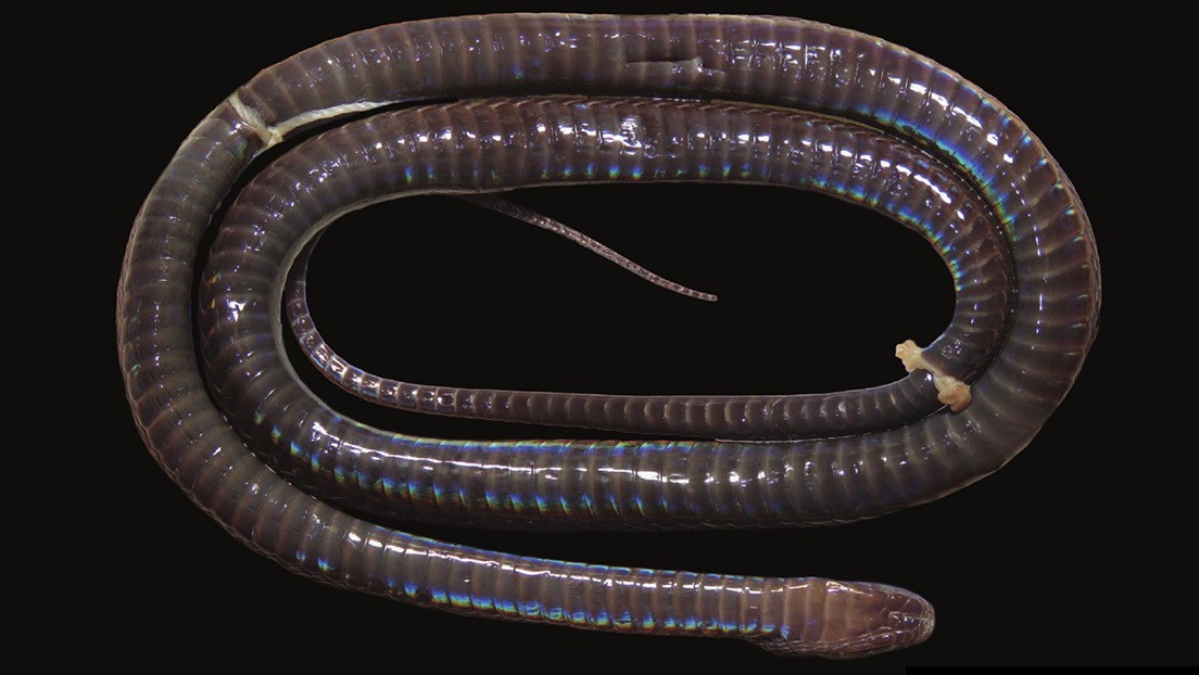 Descubren una nueva especie de serpiente: tiene piel brillante e iridiscente | Curiosidades