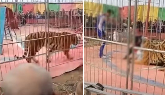 Video: tigre atacó a su domador en plena función de circo | Internacionales