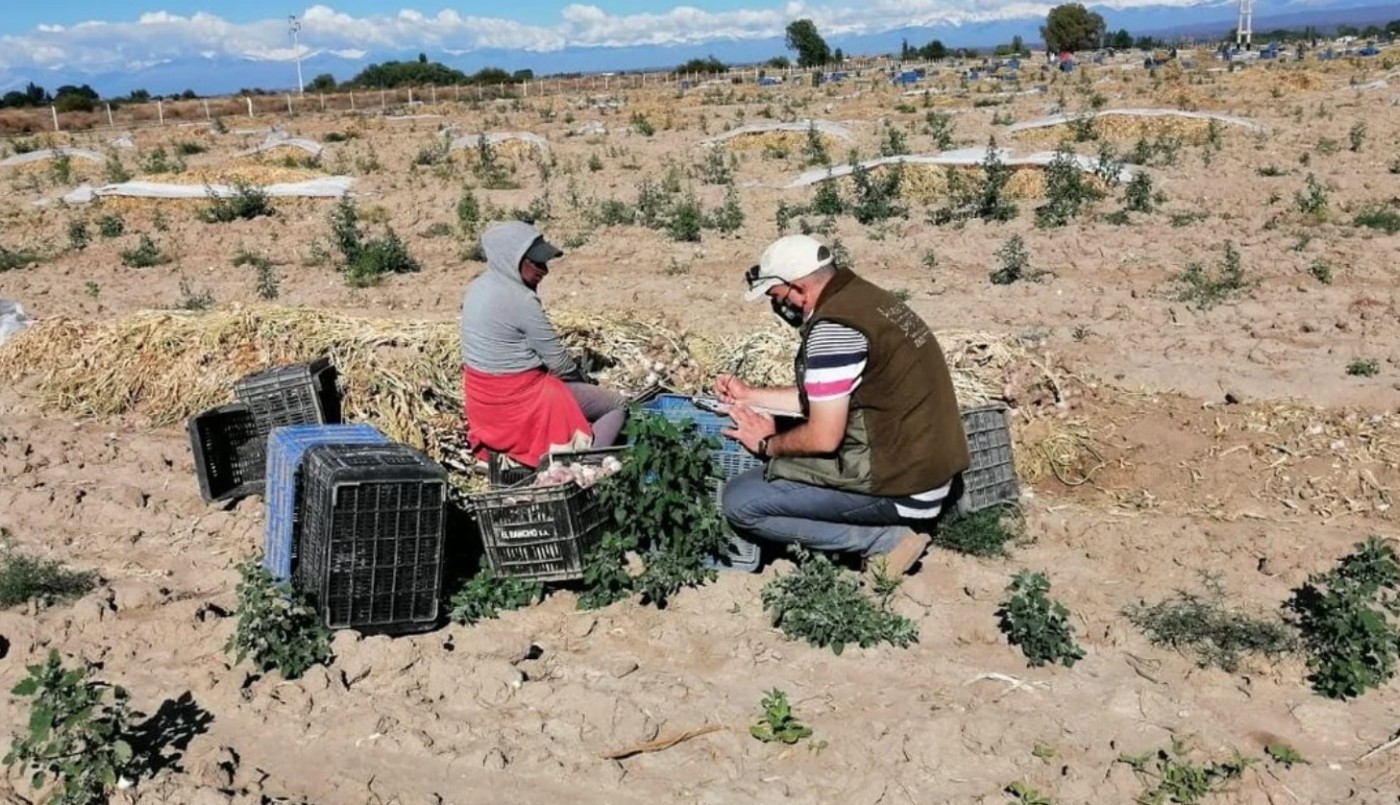 Detectan 7 niños en situación de trabajo infantil en establecimientos rurales de Mendoza | Actualidad