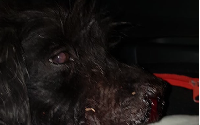 Ataque brutal a un perro: Lo ataron a un petardo y lo hicieron explotar | Telefe Noticias