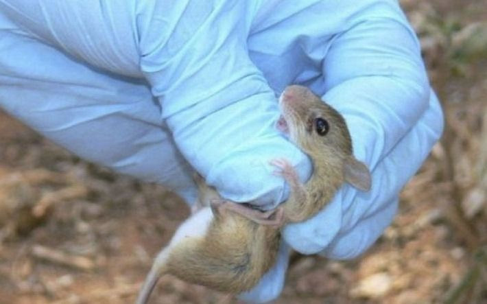 Bariloche: confirman un caso de hantavirus y aumentan los contagios de coronavirus | Actualidad