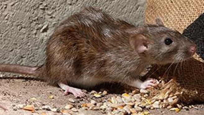 Condenaron a un hombre a 5 años por acoso: le mandó una rata muerta a su ex esposa | Internacionales