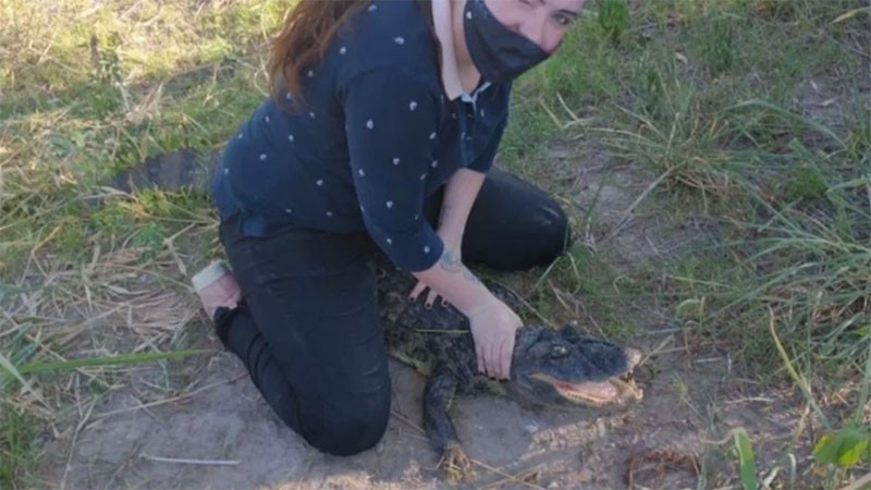 Murió un yacaré que se habría comido un caniche: lo habrían capturado con un anzuelo | Actualidad