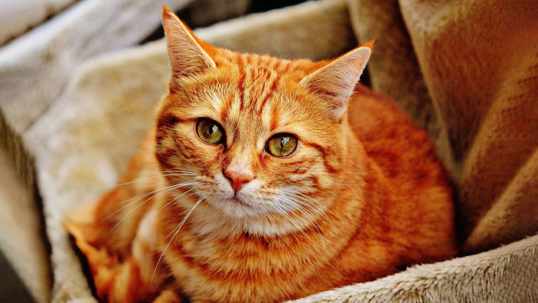 Una gatita se vuelve viral por impedir 'ferozmente' que su dueña tome cerveza | Curiosidades