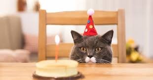 Al menos 15 personas se contagiaron de coronavirus en la fiesta de cumpleaños de un gato | Internacionales