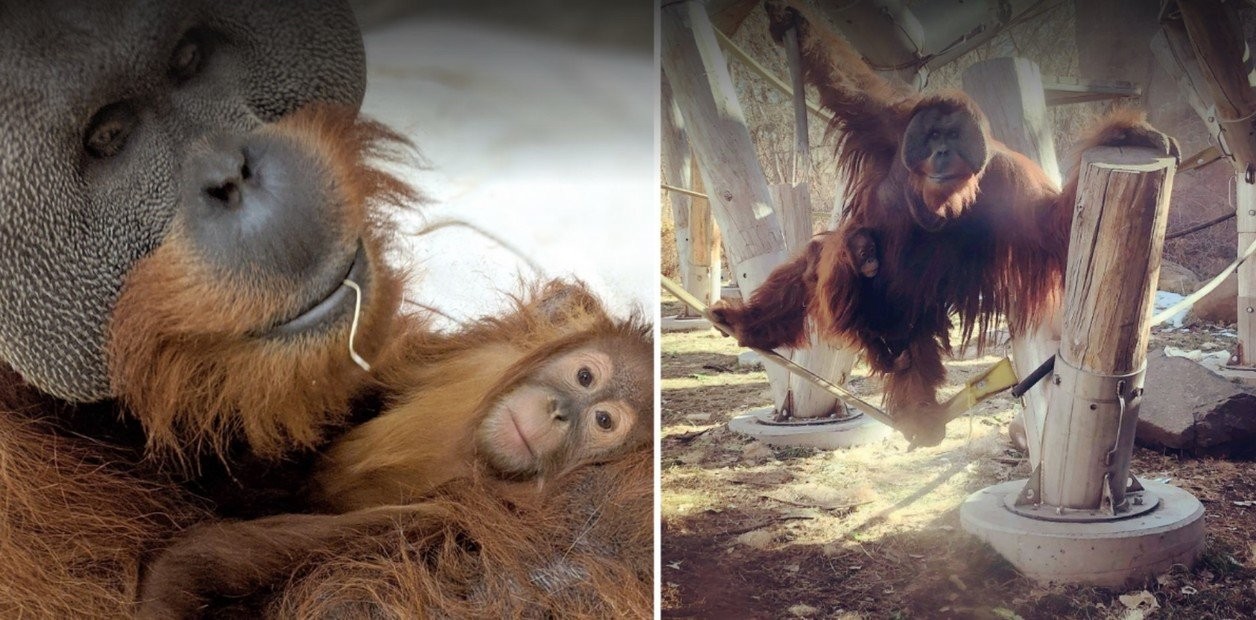 Inédito: el orangután macho que se hizo cargo de su cría tras la muerte de la madre | Curiosidades
