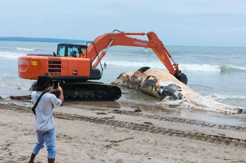 Video: hallaron en la playa el cadáver de una ballena poco común y la enterraron | Internacionales