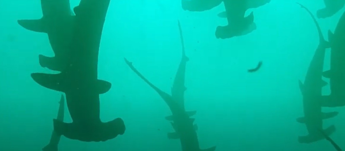 Video: practicaba submarinismo y le pasaron por encima "200 tiburones martillo" | Internacionales