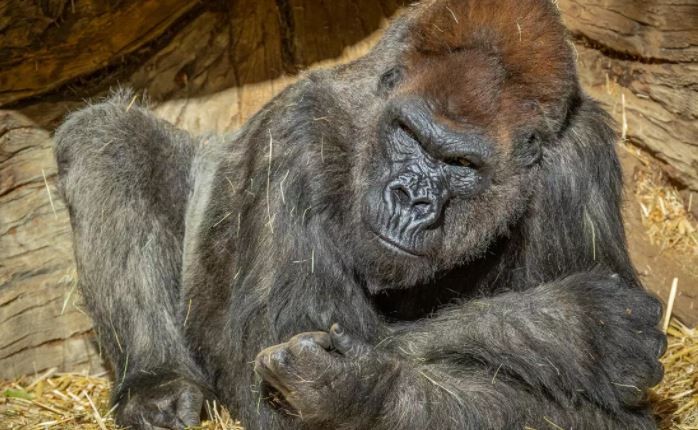 Gorila superó un cuadro grave de coronavirus tras un tratamiento de anticuerpos sintéticos | Internacionales