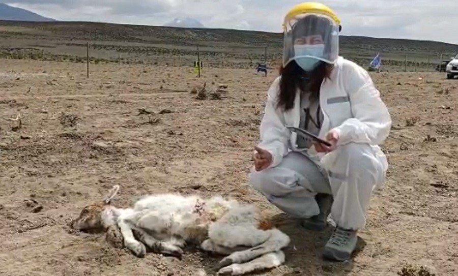Alarma en Chile por la matanza de 50 crías de llamas y alpacas: culpan al "chupacabras" | Internacionales