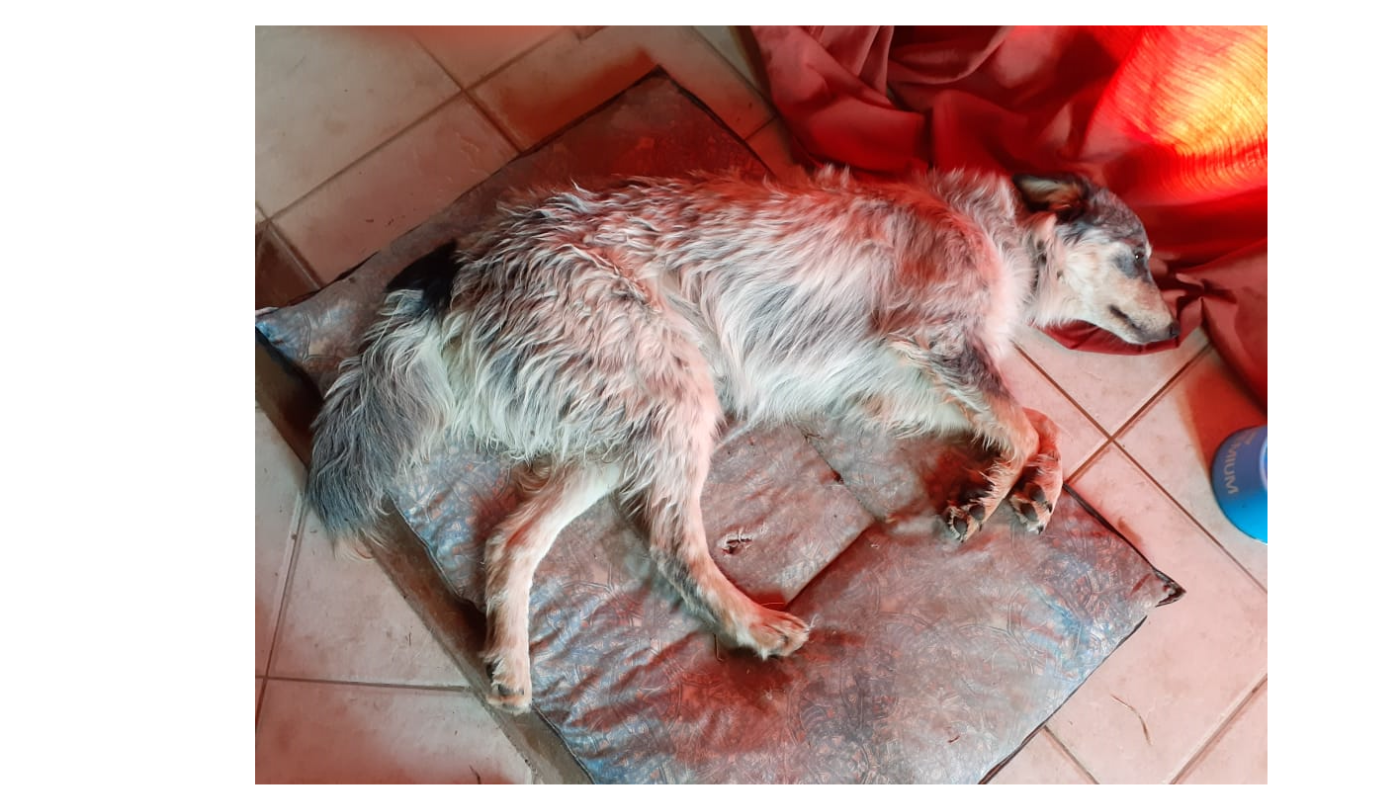 Vende su PlayStation para pagar la operación de su perra que fue atropellada | Telefe Noticias