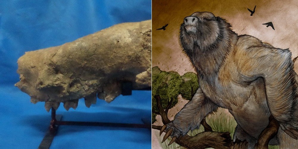 Miramar: hallaron restos de una especie de perezoso gigante de hace 3,5 millones de años | Telefe Noticias