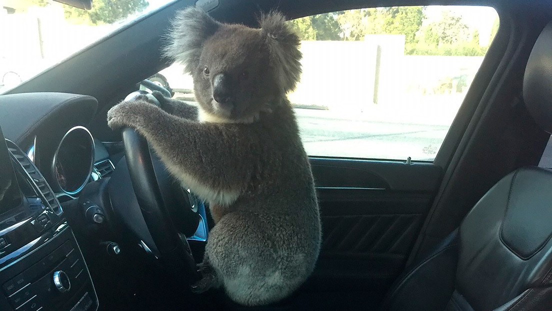 Un koala posa al volante tras causar un choque múltiple en una autopista australiana | Curiosidades