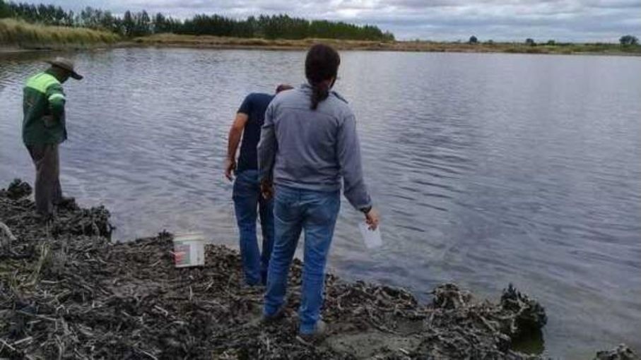 Investigan la muerte de peces en una laguna de Mendoza | Actualidad