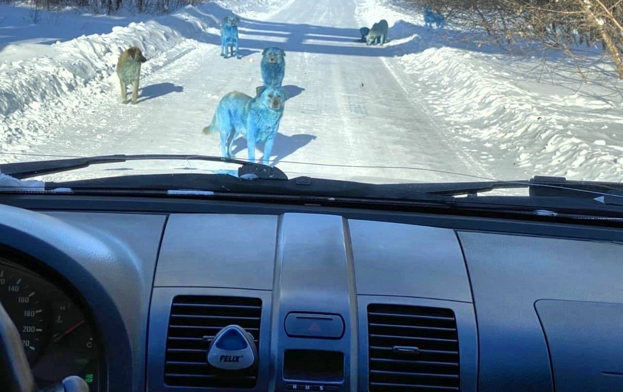 Perros con pelaje de color azul brillante sorprenden a los residentes de una ciudad rusa | Curiosidades