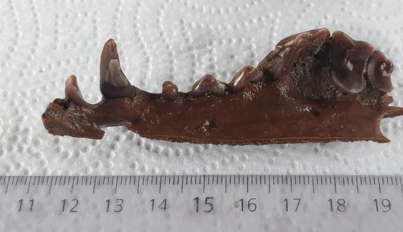 Por la sequía encuentran restos fósiles de 10 mil años en Junín | Actualidad