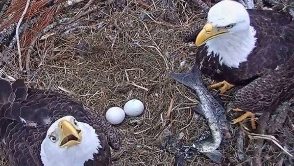 Video: la pareja de águilas calvas que defienden sus huevos del ataque de un mapache | Curiosidades