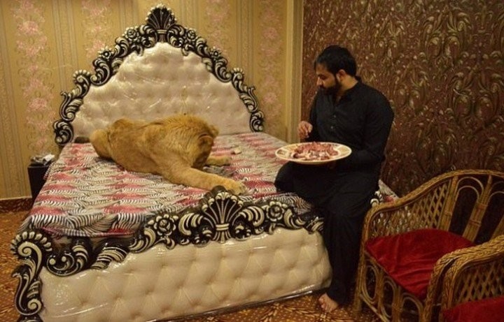 Video: el hombre que duerme con un león de casi 80 kilos en su cama | Curiosidades